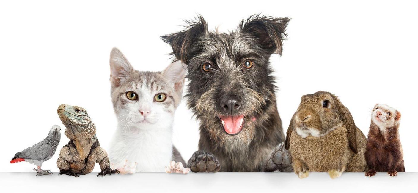Cute pets all in a row: bird, iguana, cat, dog, bunny, ferret