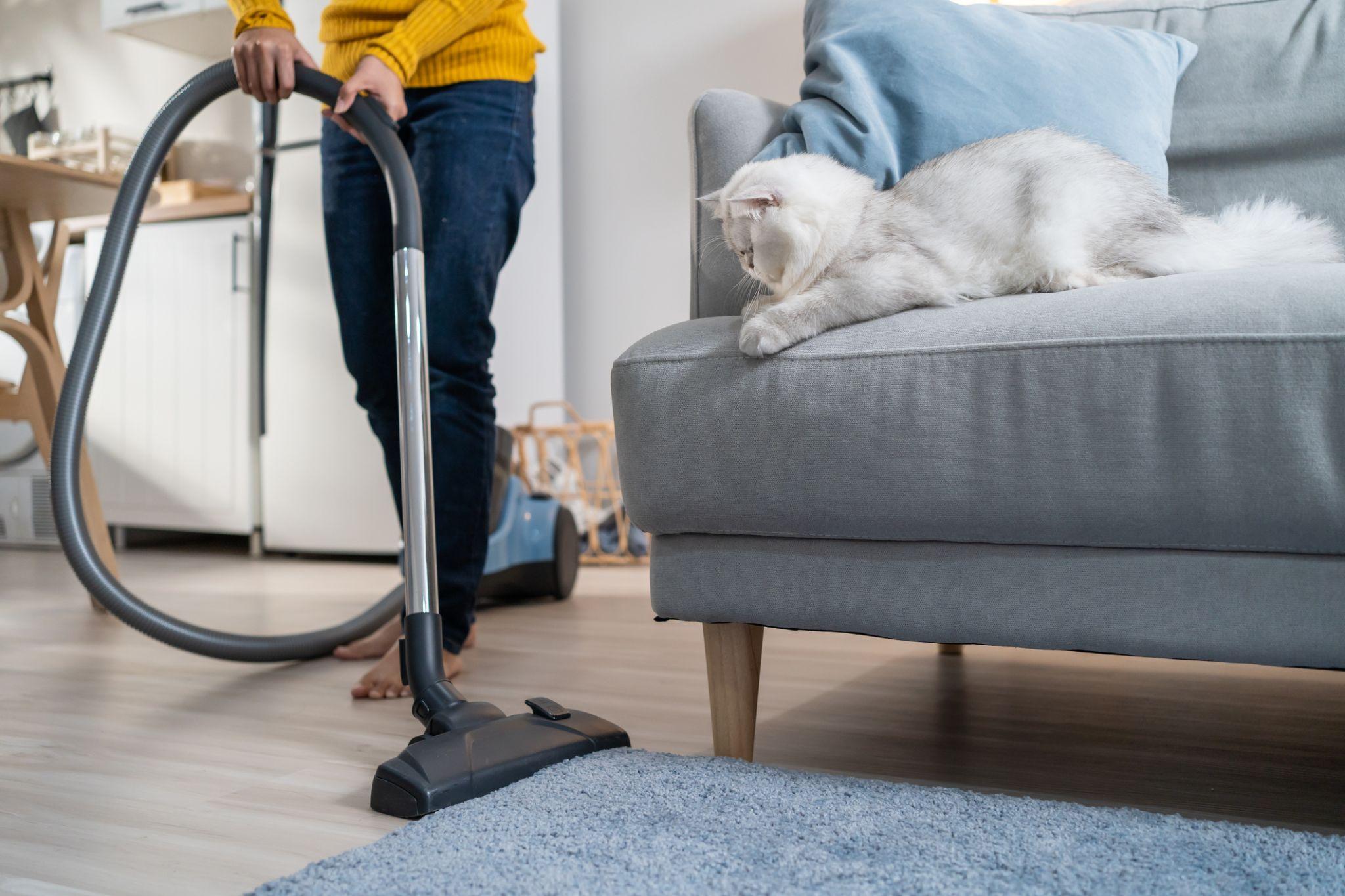 Lady vacuums rug as white cat lays on sofa nearby. Prominent colors are gray and blue